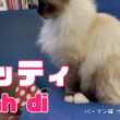 バーマン猫ウリ【ラッティ】lah di（バーマン猫）Birman/Cat