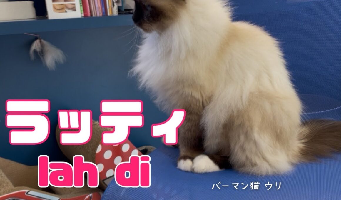 バーマン猫ウリ【ラッティ】lah di（バーマン猫）Birman/Cat