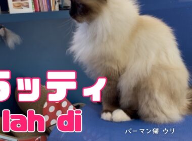 バーマン猫ウリ【ラッティ】lah di（バーマン猫）Birman/Cat