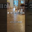 遠めでも目が合うと来てくれる！ #メインクーン #猫 #猫のいる暮らし#cat #mainecoon #catlover​  #catshorts​ #cute​ #cutecat​ #fyp​