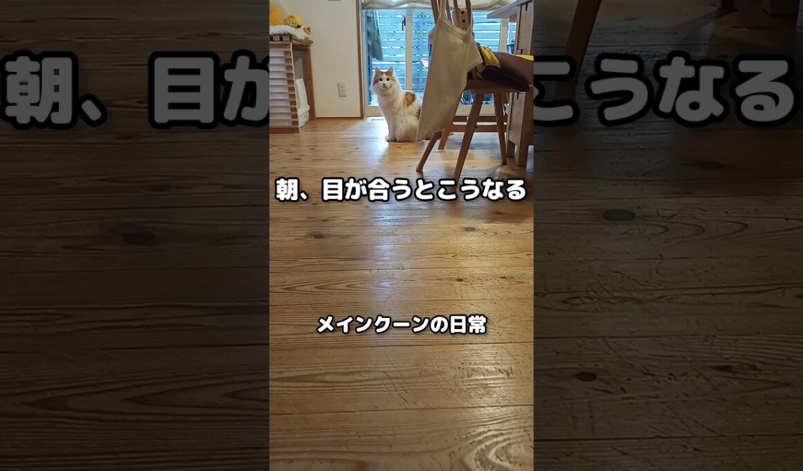 遠めでも目が合うと来てくれる！ #メインクーン #猫 #猫のいる暮らし#cat #mainecoon #catlover​  #catshorts​ #cute​ #cutecat​ #fyp​