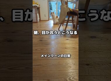 遠めでも目が合うと来てくれる！ #メインクーン #猫 #猫のいる暮らし#cat #mainecoon #catlover​  #catshorts​ #cute​ #cutecat​ #fyp​