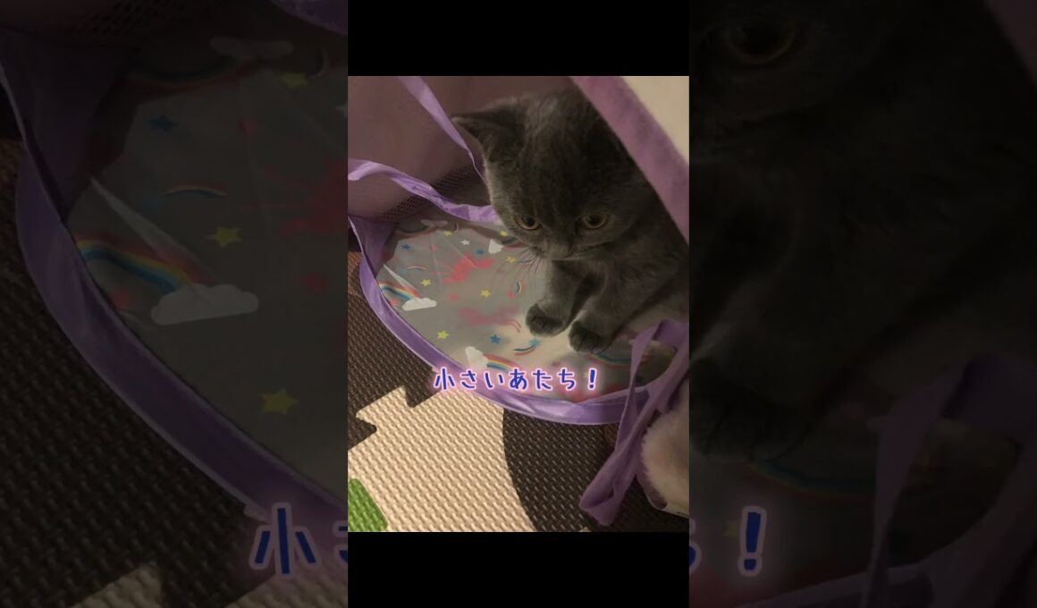 初めてママに会った時のグレースをまとめてみました✌️#cat #可愛い猫