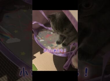 初めてママに会った時のグレースをまとめてみました✌️#cat #可愛い猫