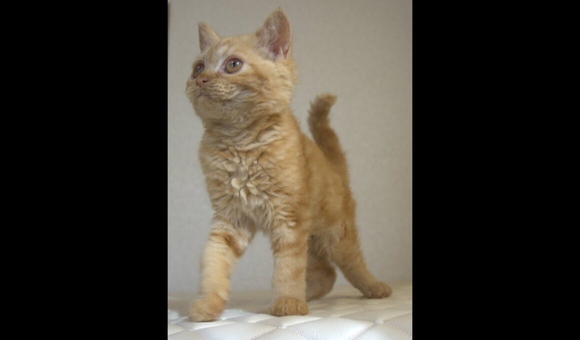 セルカークレックス子猫　Selkirk Rex　2025.5.28産まれ　レッドタビー　巻き毛　男の子　シーダキャット猫のお店