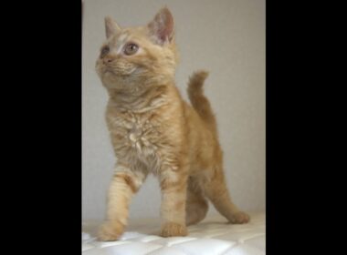 セルカークレックス子猫　Selkirk Rex　2025.5.28産まれ　レッドタビー　巻き毛　男の子　シーダキャット猫のお店