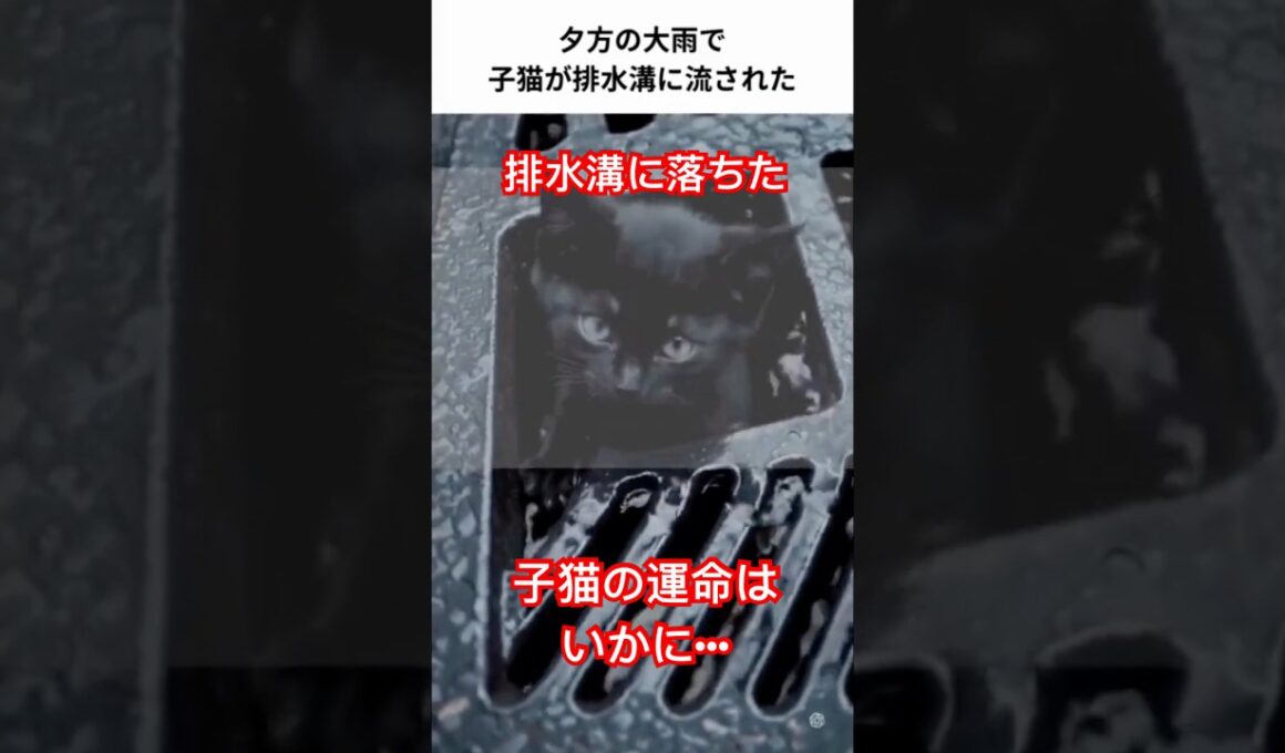 排水溝に落ちた子猫。近くにいた男女が救出する　＃short