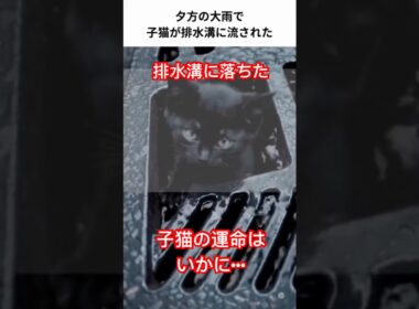 排水溝に落ちた子猫。近くにいた男女が救出する　＃short
