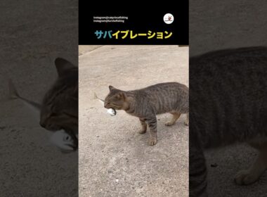 小顔効果ありそう｜PECO