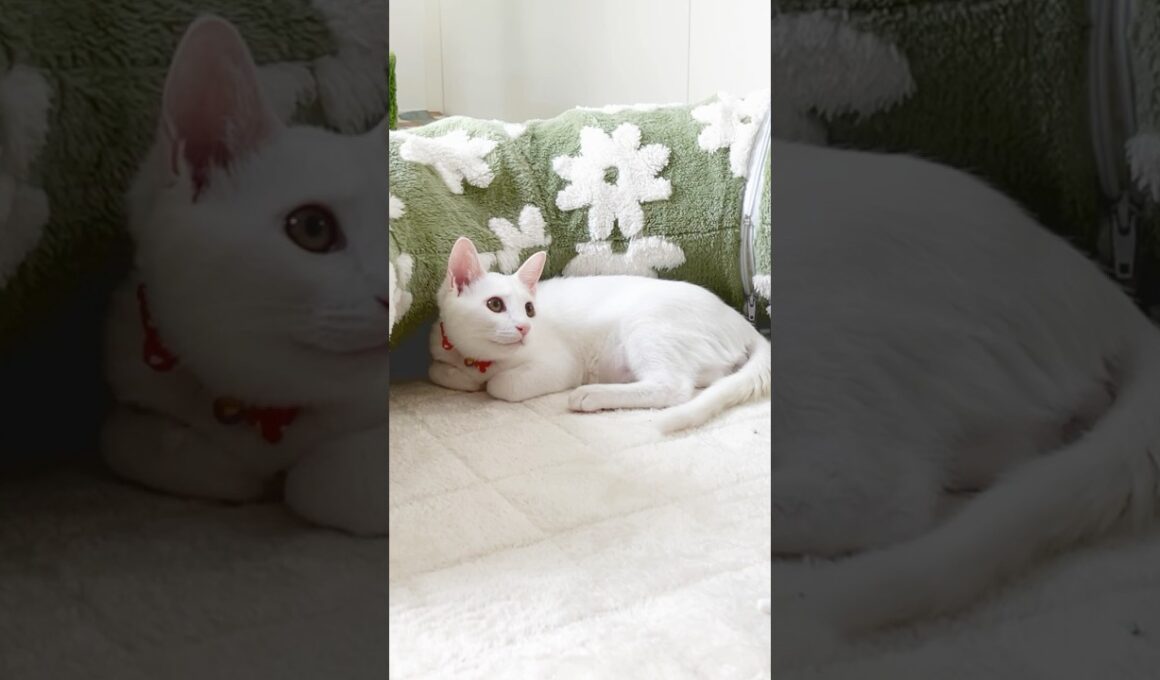保護子猫ぴよちゃん58 #猫 #cat #kitten #子猫のいる暮らし #子ネコ #子猫 #白猫 #保護猫