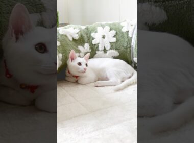 保護子猫ぴよちゃん58 #猫 #cat #kitten #子猫のいる暮らし #子ネコ #子猫 #白猫 #保護猫