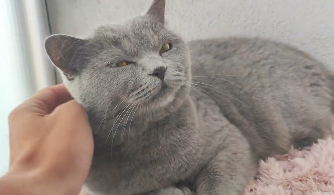 British shorthair cat kitten | Mr. Silver #britishshorthair #britishcat