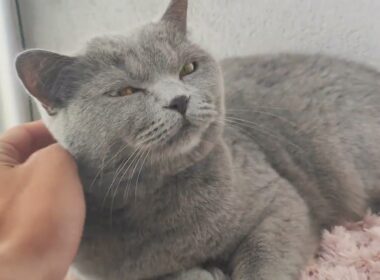 British shorthair cat kitten | Mr. Silver #britishshorthair #britishcat