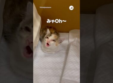 鳴き声がみゃOh〜｜PECO