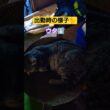 朝の出勤時の様子#cat #ねこ #猫のいる暮らし #ねこのいる生活 #いやし