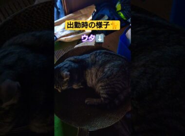 朝の出勤時の様子#cat #ねこ #猫のいる暮らし #ねこのいる生活 #いやし