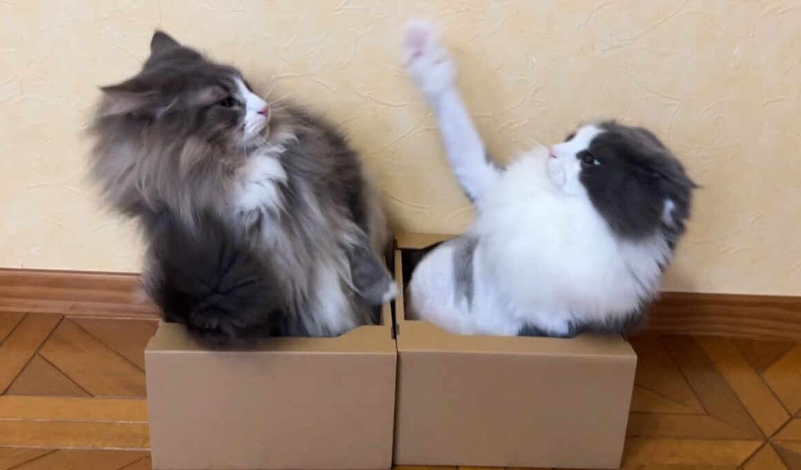 【甘えん坊♡】大好きなお兄ちゃんの隣がいいにゃん♪ノルウェージャンフォレストキャットとターキッシュアンゴラ