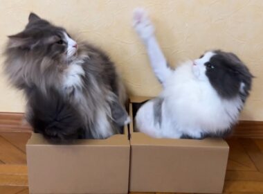 【甘えん坊♡】大好きなお兄ちゃんの隣がいいにゃん♪ノルウェージャンフォレストキャットとターキッシュアンゴラ