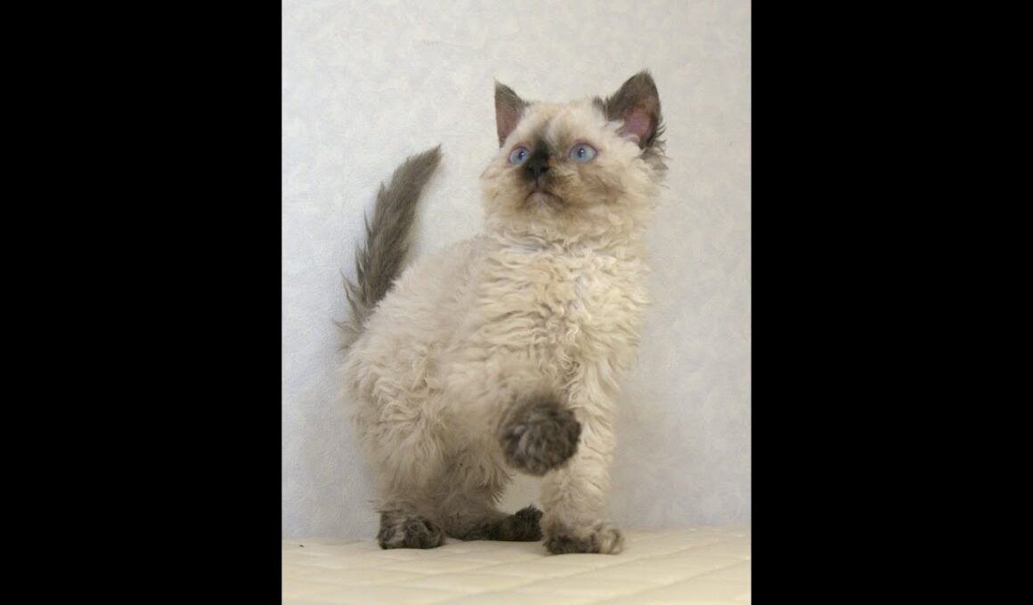 セルカークレックス子猫　Selkirk Rex　2025.5.28産まれ　シールポイント　巻き毛　女の子　シーダキャット猫のお店