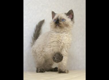 セルカークレックス子猫　Selkirk Rex　2025.5.28産まれ　シールポイント　巻き毛　女の子　シーダキャット猫のお店