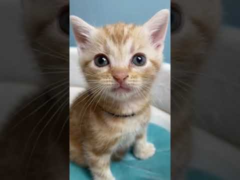 アメリカンショートヘア レッドタビーのアメショー男の子♂