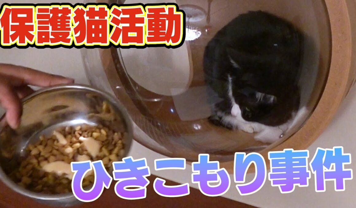 【保護猫サクラの引きこもり】ラミおじさんに心を開かない新入りねこサクラがサンシャイン池崎さんのアドバイスで・・・