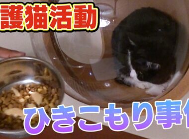 【保護猫サクラの引きこもり】ラミおじさんに心を開かない新入りねこサクラがサンシャイン池崎さんのアドバイスで・・・