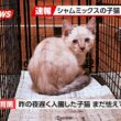 【にこねこ速報】とっても可愛い子猫がご入園しました！