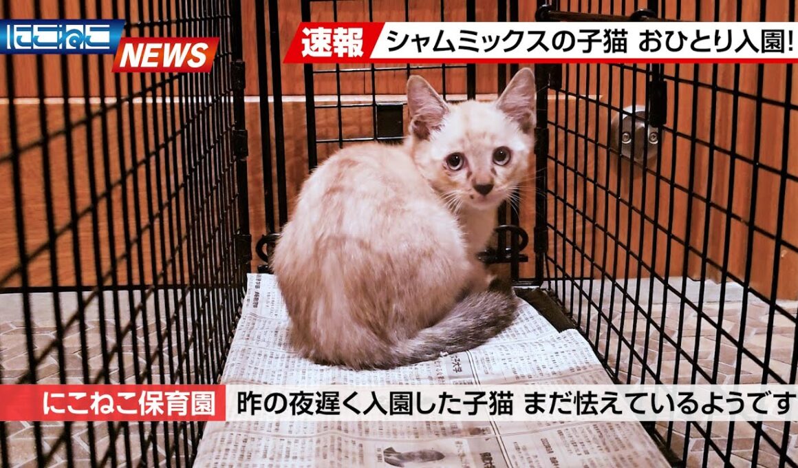 【にこねこ速報】とっても可愛い子猫がご入園しました！