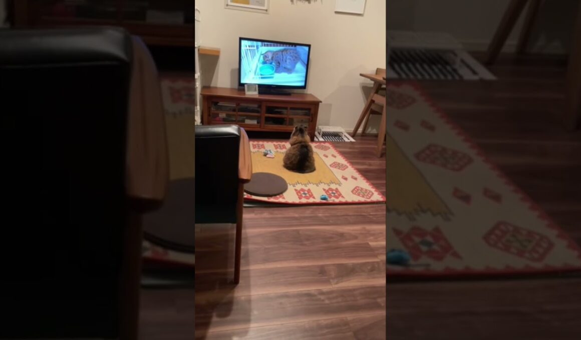 猫ちゃんいるね〜🐈ずっとテレビを見てるアメリカンカール