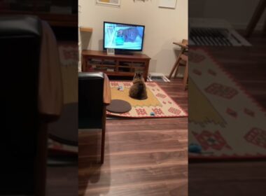 猫ちゃんいるね〜🐈ずっとテレビを見てるアメリカンカール