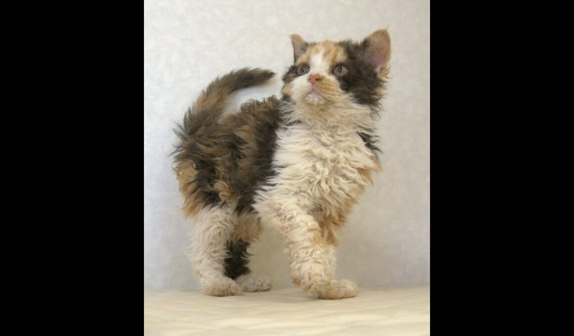 セルカークレックス子猫　Selkirk Rex　2025.5.28産まれ　キャリコ　三毛猫　巻き毛　女の子　シーダキャット猫のお店