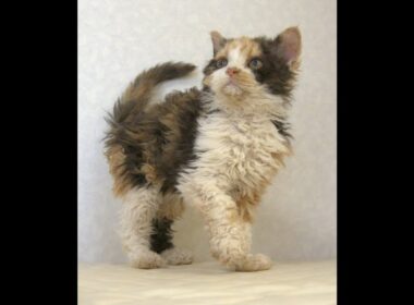 セルカークレックス子猫　Selkirk Rex　2025.5.28産まれ　キャリコ　三毛猫　巻き毛　女の子　シーダキャット猫のお店