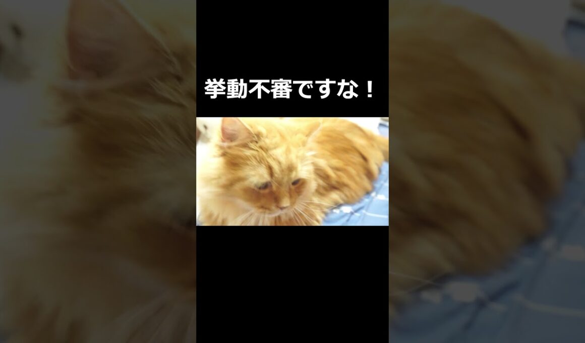 【猫】ネコは飼い主の物を隠す！#ねこ #ラガマフィン #猫のいる生活 #猫のいる暮らし #ねこあるある #ねこすく #ねこまる #まるすく