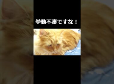 【猫】ネコは飼い主の物を隠す！#ねこ #ラガマフィン #猫のいる生活 #猫のいる暮らし #ねこあるある #ねこすく #ねこまる #まるすく