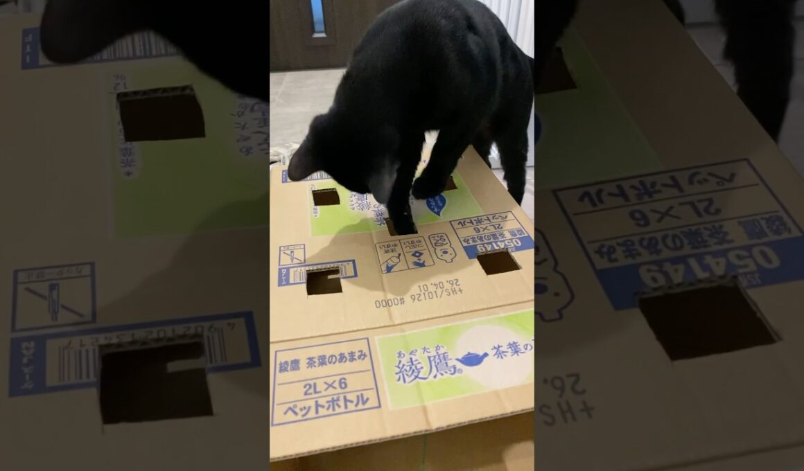 もぐらたたき黒猫　#ボンベイ #子猫 #cat #bombay #猫のいる暮らし #猫好きさんと繋がりたい #ねこのいる生活 #ねこ動画 #おもちゃ #手作り #ゲーム #かわいい #癒やし #ねこ