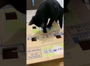 もぐらたたき黒猫　#ボンベイ #子猫 #cat #bombay #猫のいる暮らし #猫好きさんと繋がりたい #ねこのいる生活 #ねこ動画 #おもちゃ #手作り #ゲーム #かわいい #癒やし #ねこ
