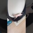 毛のない猫の仕草や声が可愛すぎる【スフィンクス】