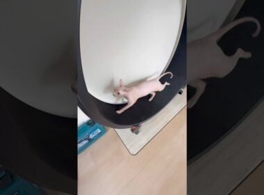毛のない猫の仕草や声が可愛すぎる【スフィンクス】