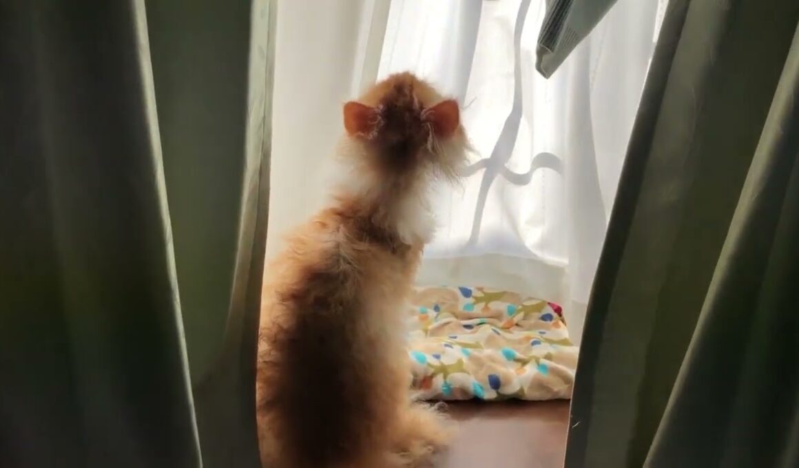 The Moment Kai Became A Meme ! 何かに反応するカイ！🩷🧡😸😻👍