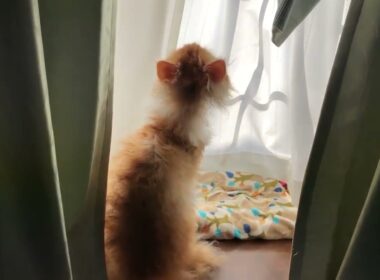 The Moment Kai Became A Meme ! 何かに反応するカイ！🩷🧡😸😻👍