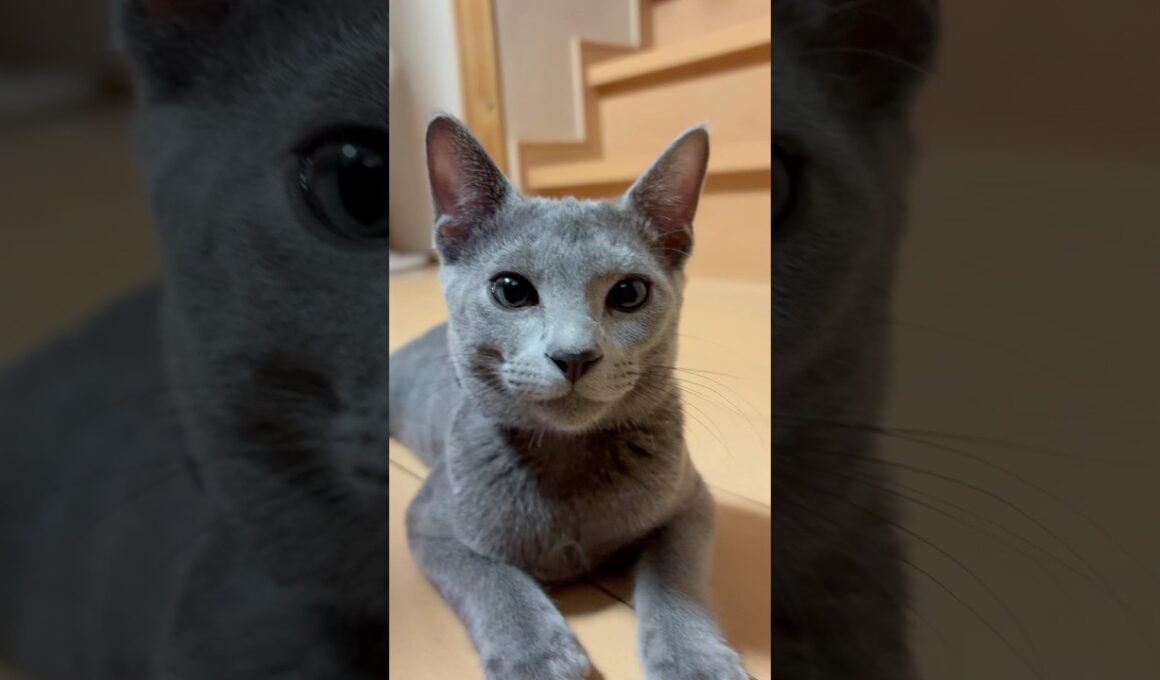 猫アレルギーと新しい仔猫の生活37日目『スフィンクス』#shorts #ロシアンブルー #猫