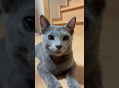 猫アレルギーと新しい仔猫の生活37日目『スフィンクス』#shorts #ロシアンブルー #猫