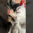 シャムの子ネコ雫、遊び疲れ、キジシロのルルの元へ。その後、黒猫くーに寄り添う子ネコ２匹たちの元へ割り込む