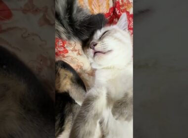 シャムの子ネコ雫、遊び疲れ、キジシロのルルの元へ。その後、黒猫くーに寄り添う子ネコ２匹たちの元へ割り込む
