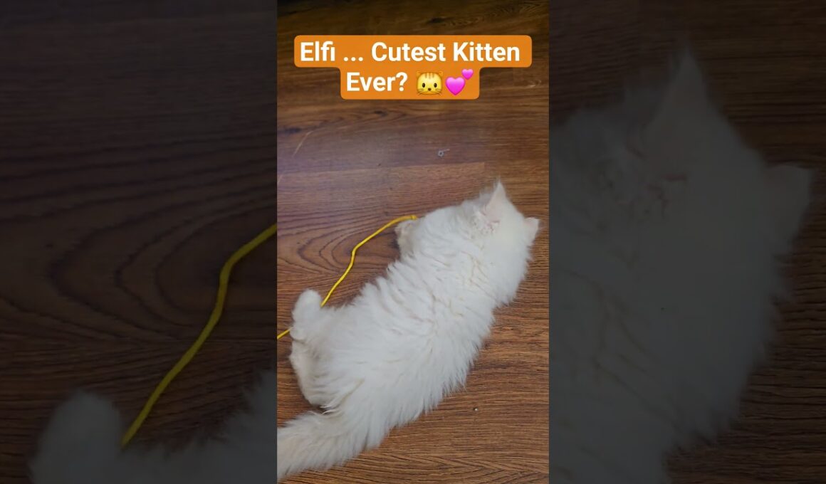 Baby cat Elfi Playing for the First Time 😻