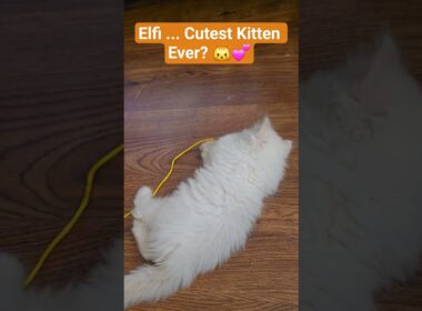 Baby cat Elfi Playing for the First Time 😻