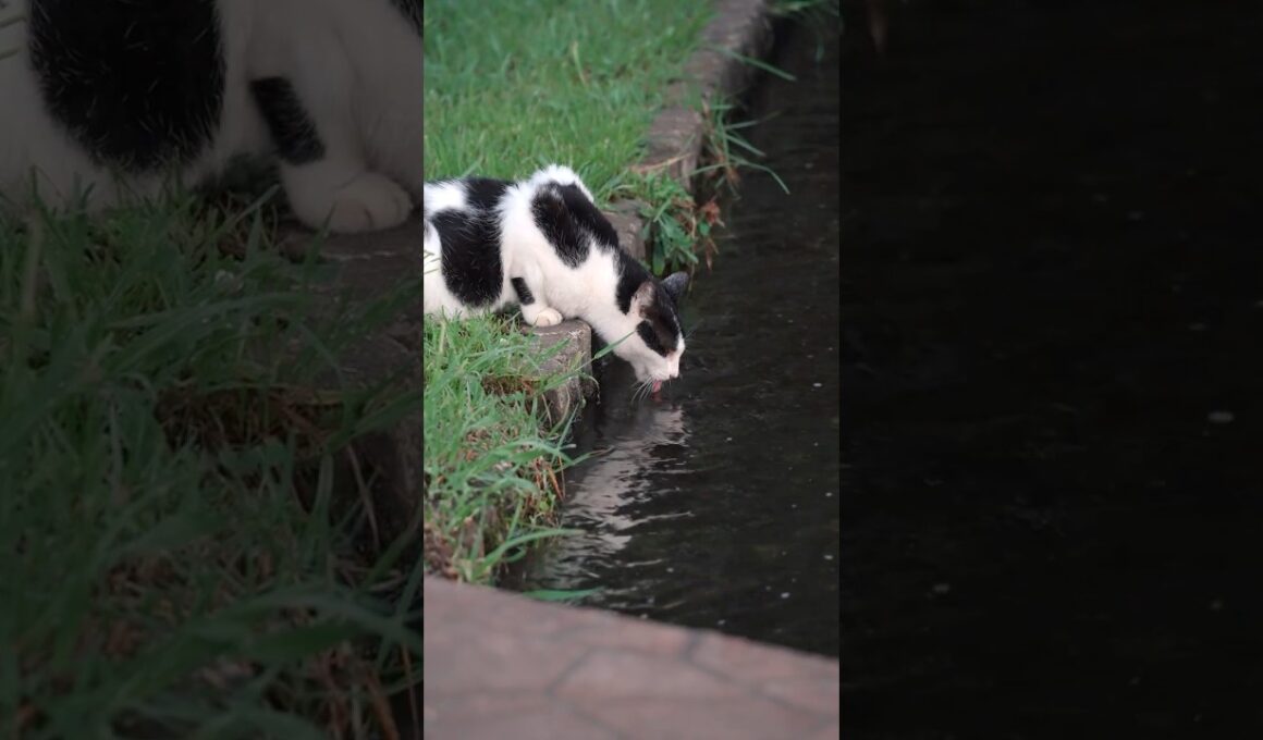 公園に捨てられてから数年厳しい環境の中で生き続けてきた猫