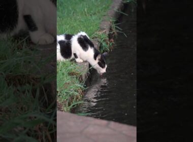公園に捨てられてから数年厳しい環境の中で生き続けてきた猫