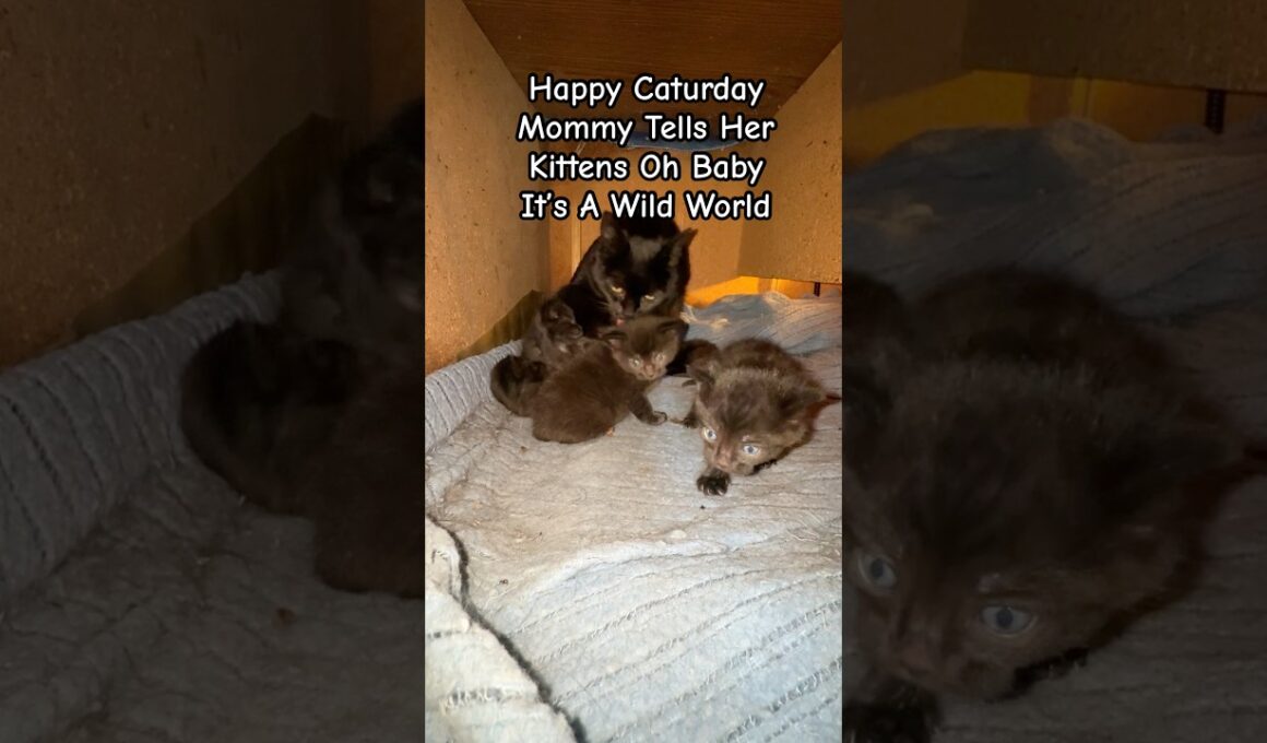ママが子猫たちに「オー、ベイビー、ここはワイルドな世界よ！」って言う。#kittens #kittenlove #caturday #classicrock